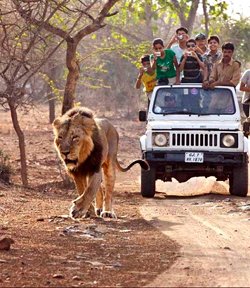 Wildlife Tours Packages
