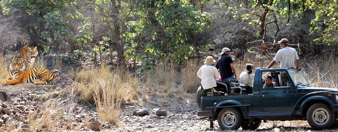 Wildlife Jeep Safari
