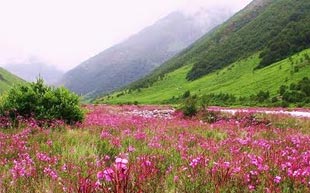 Valley of Flower Trip